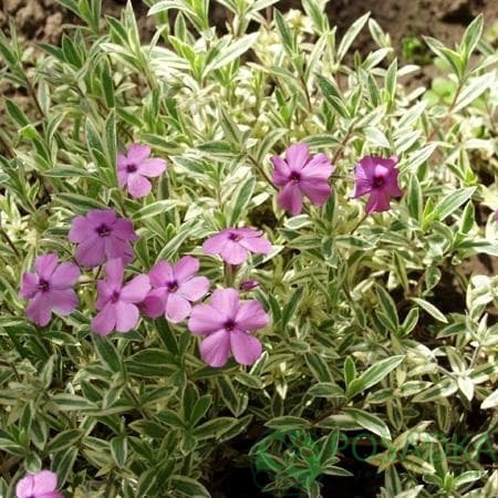 картинка Флокс шиловидный Variegata 