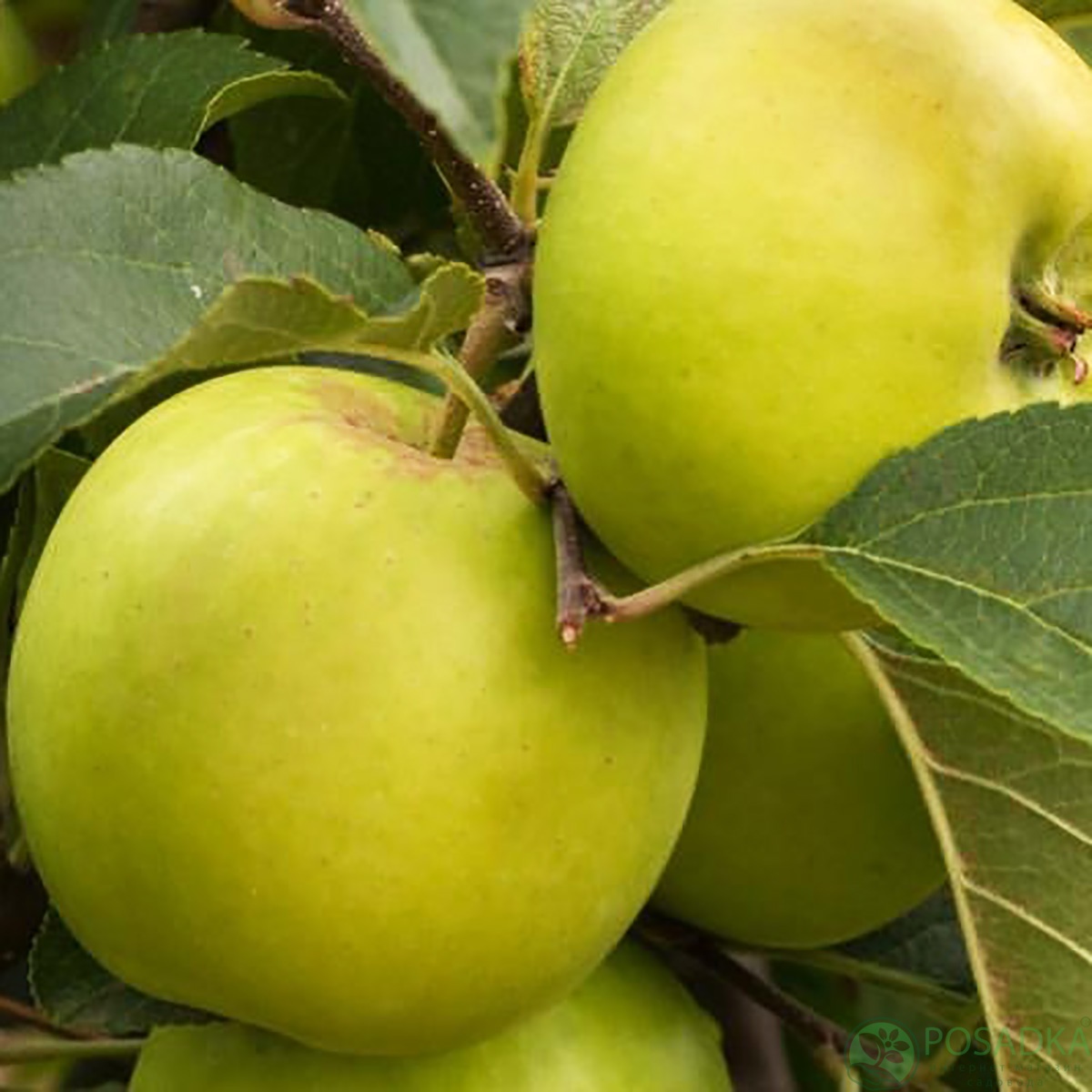 картинка Яблоня Гринсливз 