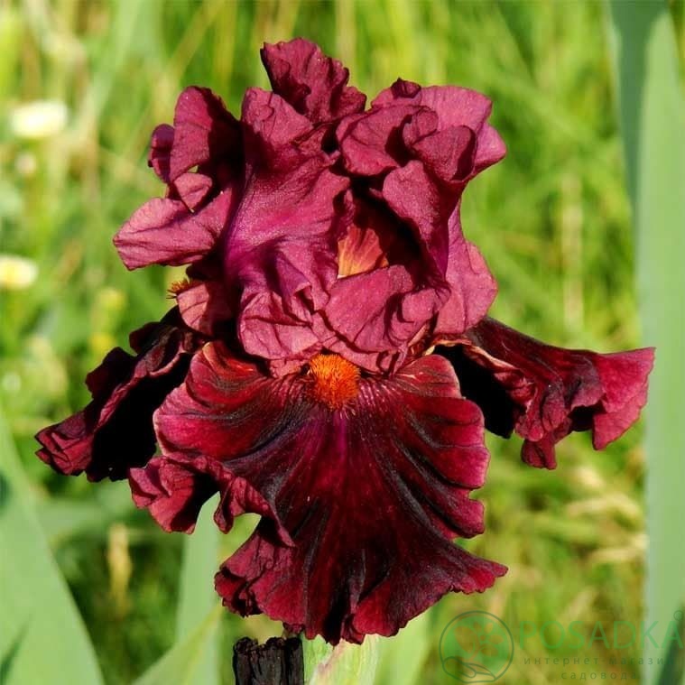 картинка Ирис бородатый Machismo 