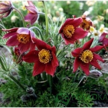 картинка Прострел ( сон-трава ) бордовая 