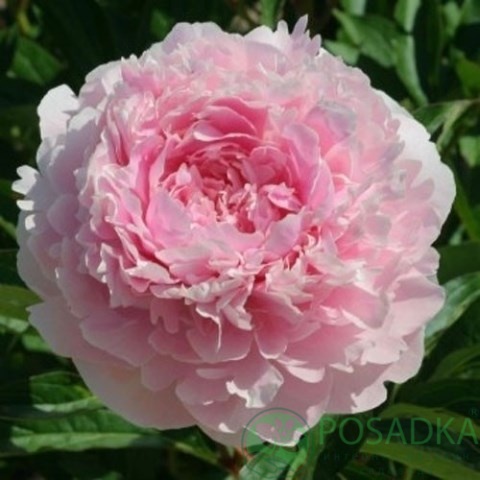 картинка Пион Albert Crousse 