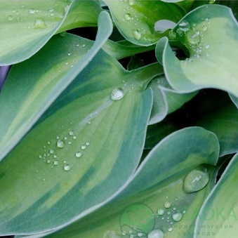 картинка Хоста Tick tock 