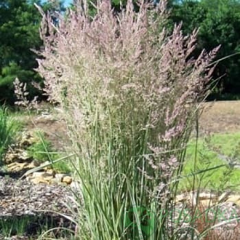 картинка Вейник остроцветковый Овердам 