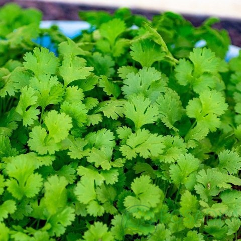 картинка Кориандр (кинза) посевной Нектар семена (3гр) 