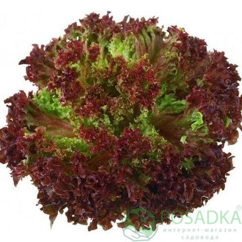 картинка Семена салат Лолло роса (листовой, к/зеленый), 10 гр, SeedEra 