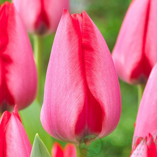 картинка Тюльпан Rosy Delight  картинка Тюльпан Rosy Delight