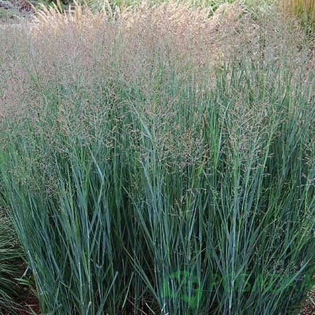 картинка Просо прутьевидное Хэви Метал 