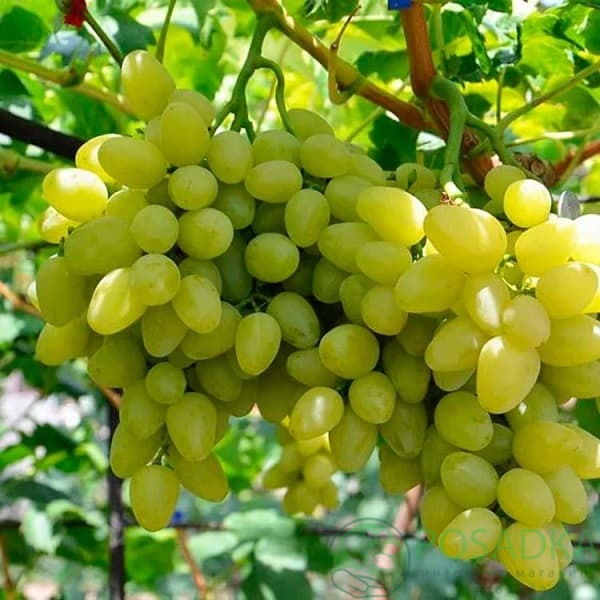 картинка Виноград Олигарх 