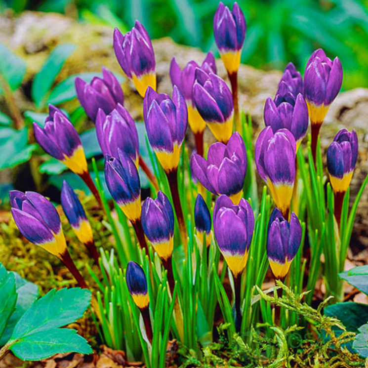 картинка Крокус Sieberi Tricolor (5 шт) 
