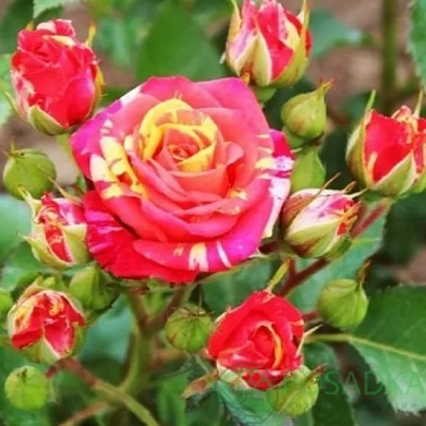 картинка Роза спрей Файер Флеш  картинка Роза спрей Файер Флеш