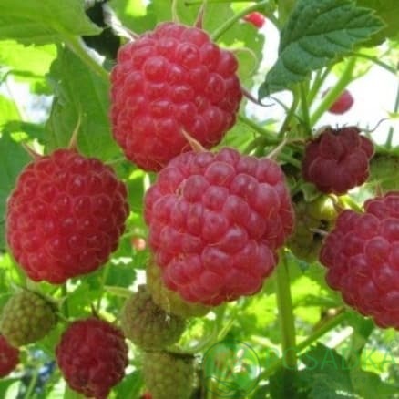 картинка Малина Новокитаевская 