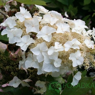 картинка Гортензия дуболистная Tennessee Clone 