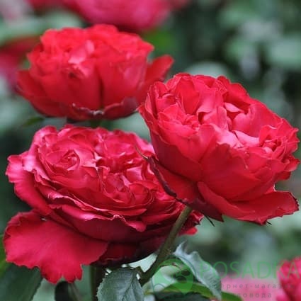 картинка Роза английская Травиата 