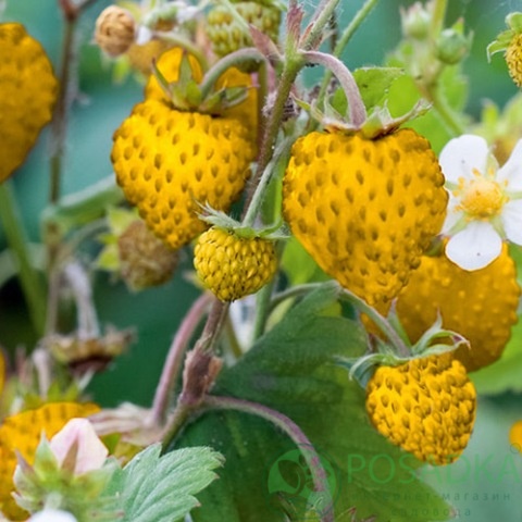 картинка Семена земляники Желтое чудо (0.05гр) 