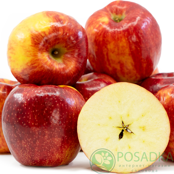 картинка Яблоня Pazazz  картинка Яблоня Pazazz