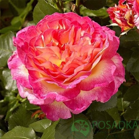 картинка Роза чайно-гибридная Горджес 