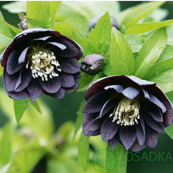 картинка Морозник Double Black 