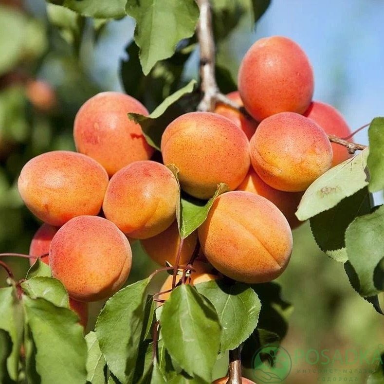 картинка Абрикос Прекос де Саумур (Prеcoce de Saumur) 