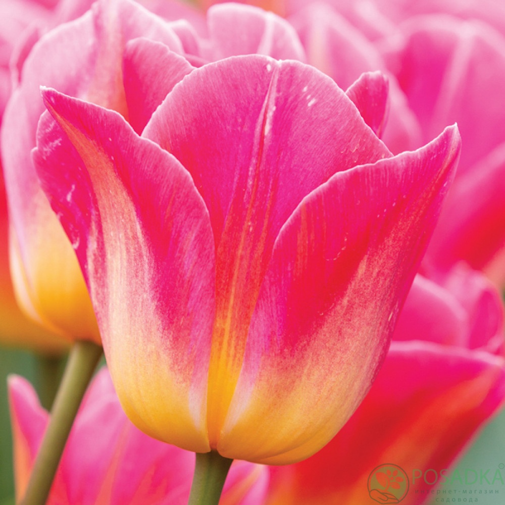 картинка Тюльпан Tom Pouce (3 шт) р9 