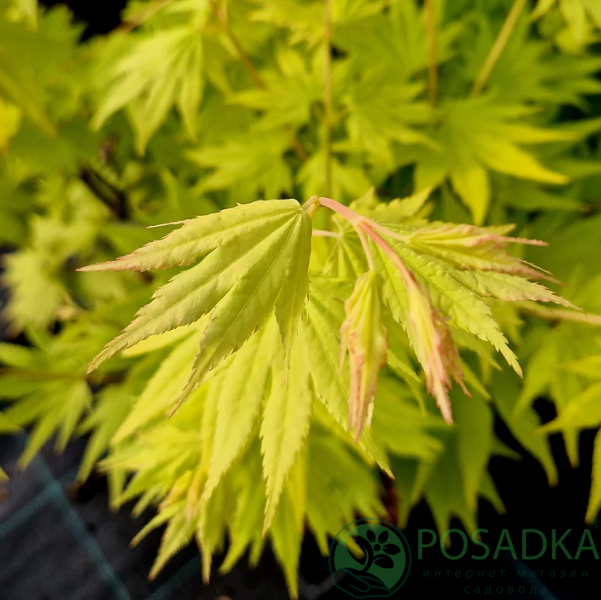 картинка Клен Ширасави Jordan 