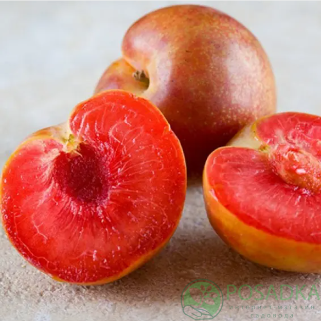 картинка Плумкот колоновидный слива-абрикос Енжей 