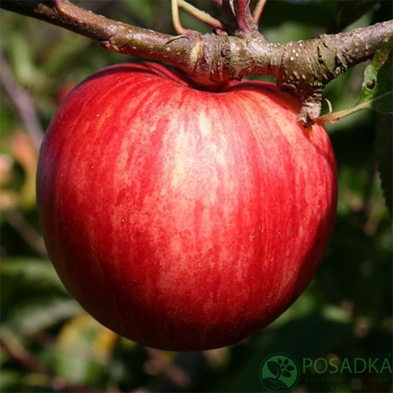 картинка Яблоня Пирос 