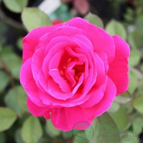 картинка Роза кустовая Виннипег Паркс 