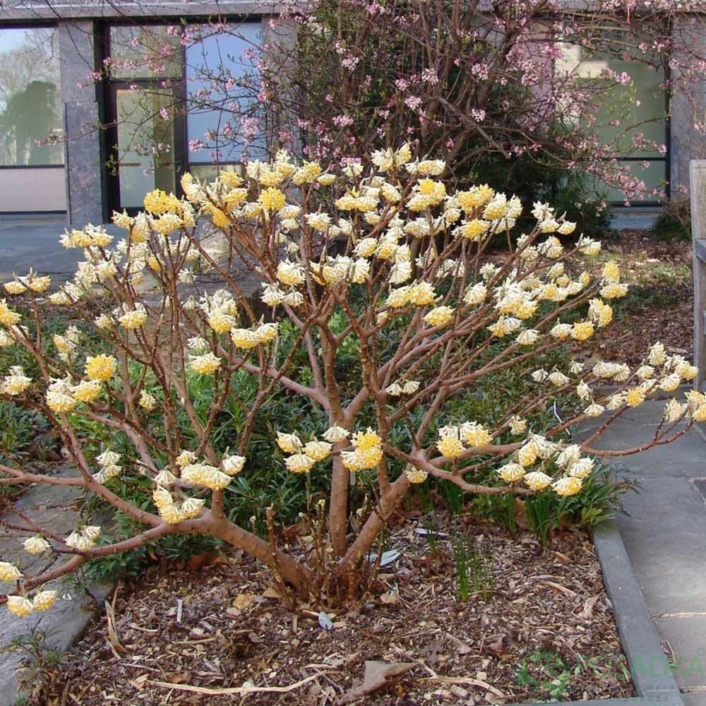 картинка Эджвортия Grandiflora 