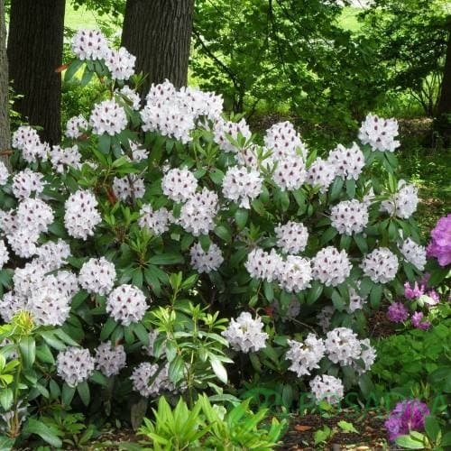 картинка Рододендрон гибридный Calsap  картинка Рододендрон гибридный Calsap