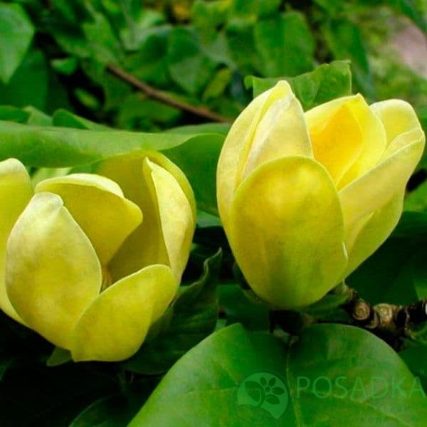 картинка Магнолия бруклинская Желтая птица 