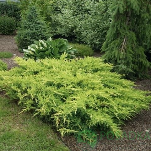 картинка Можжевельник средний Пфитцериана Компакта С2 