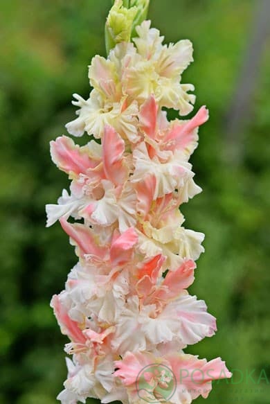 картинка Гладиолус Роса в Изумруде 