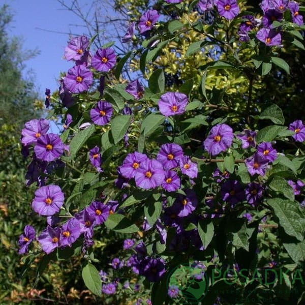 картинка Соланиум 