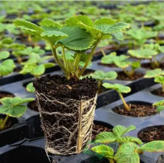 картинка Клубника Клодия 