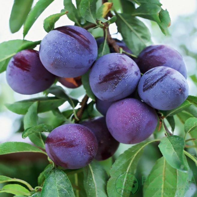 картинка Слива колоновидная Еремина 