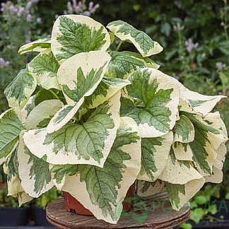 картинка Бруннера крупнолистная Variegata 