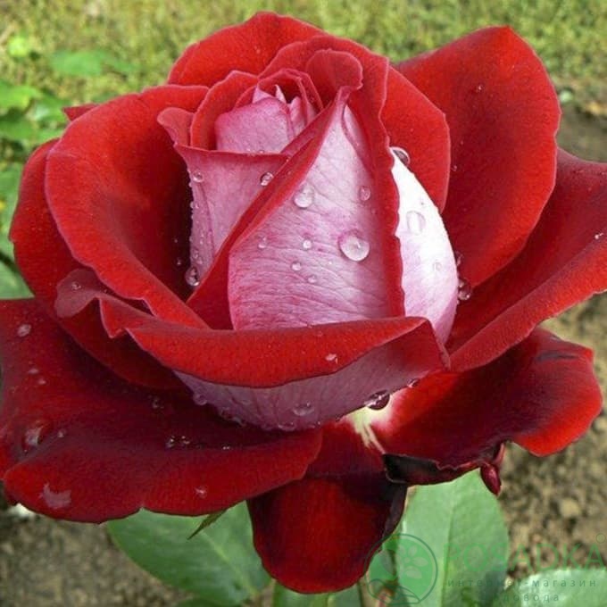 картинка Роза чайно-гибридная Динамит С2 