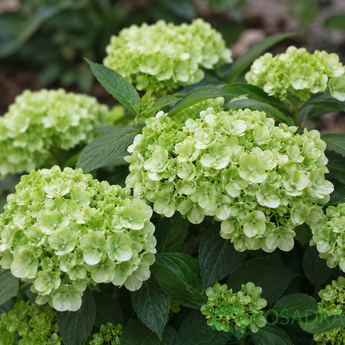 картинка Гортензия ампельная Fairytrail Green 