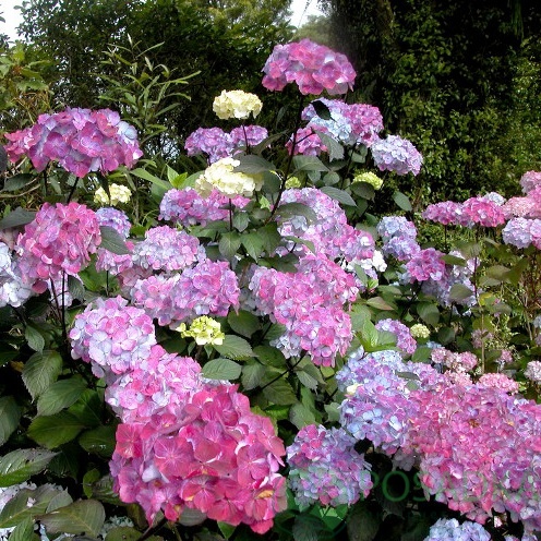 картинка Гортензия пильчатая Прециоза  картинка Гортензия пильчатая Прециоза