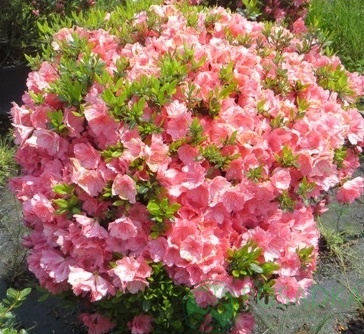 картинка Рододендрон японский Blaauw's Pink 