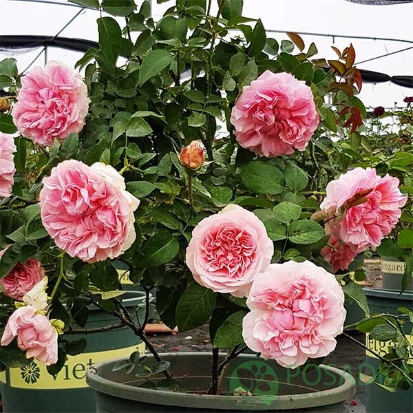 картинка Роза английская Миранда 