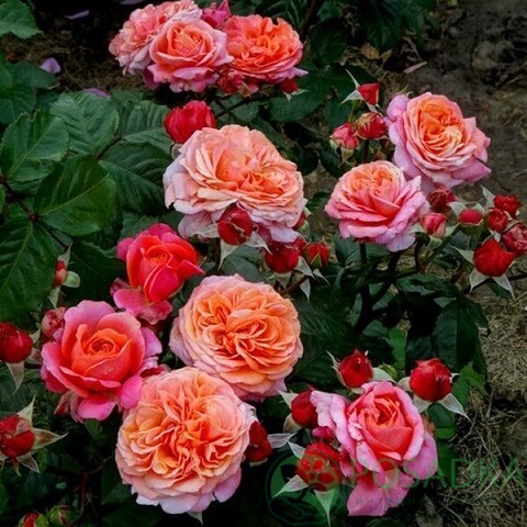 картинка Роза чайно-гибридная Мэри Энн (Mary Ann) 