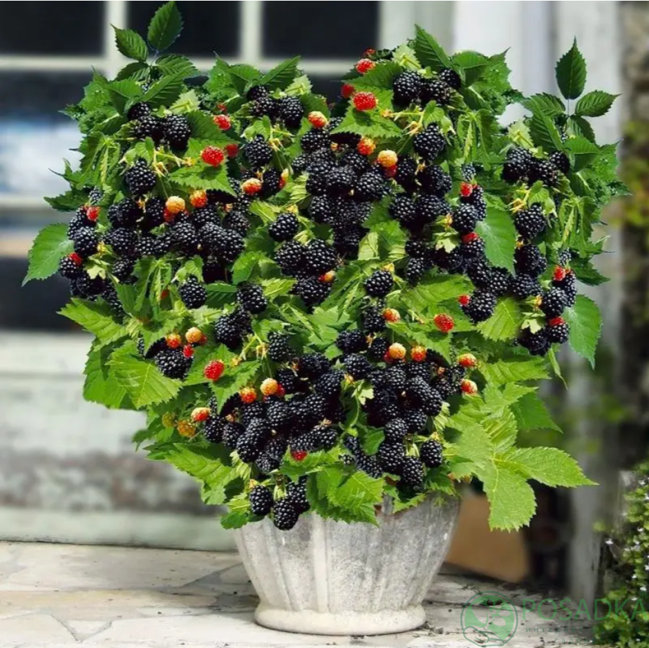 картинка Ежевика Дима 