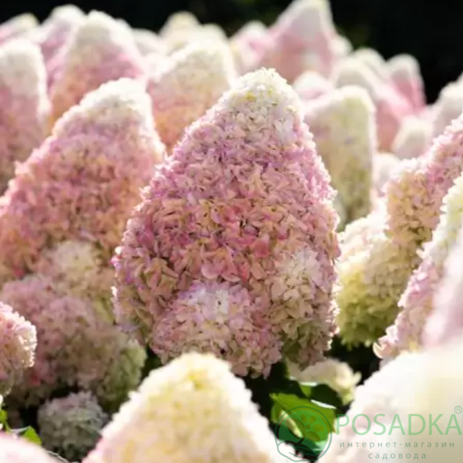 картинка Гортензия метельчатая Summer Love (Саммер Лав) 