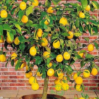 картинка Лимон Киевский крупноплодный 2-х летний 