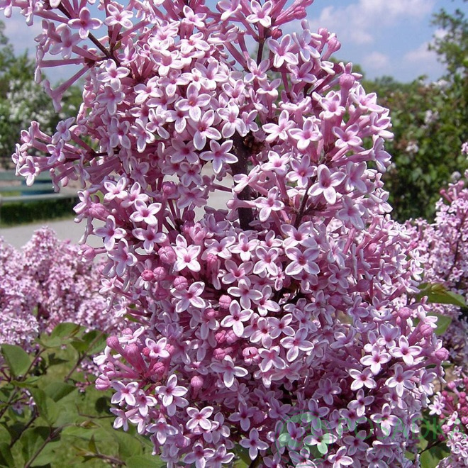 картинка Сирень Джози (Syringa Josee) 