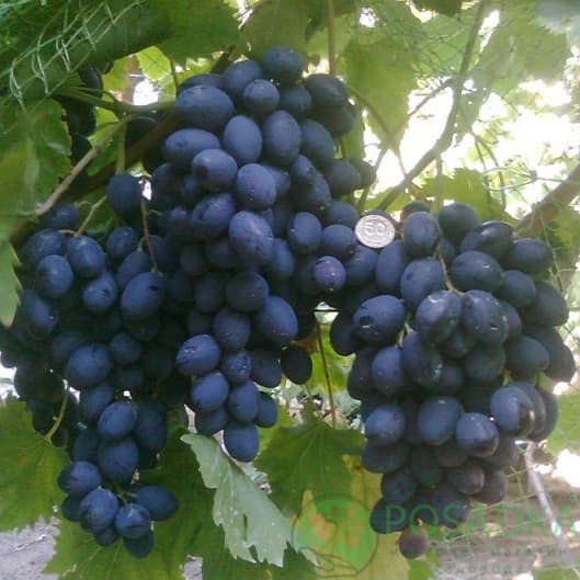 картинка Виноград кишмиш Осенний Королевский 