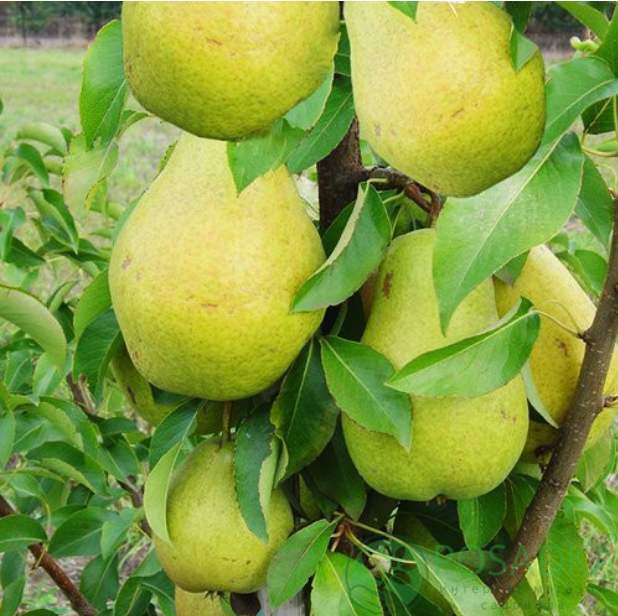 картинка Груша колоновидная Найт Верт 