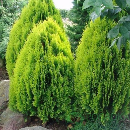 картинка Туя восточная Aurea Nana С2 