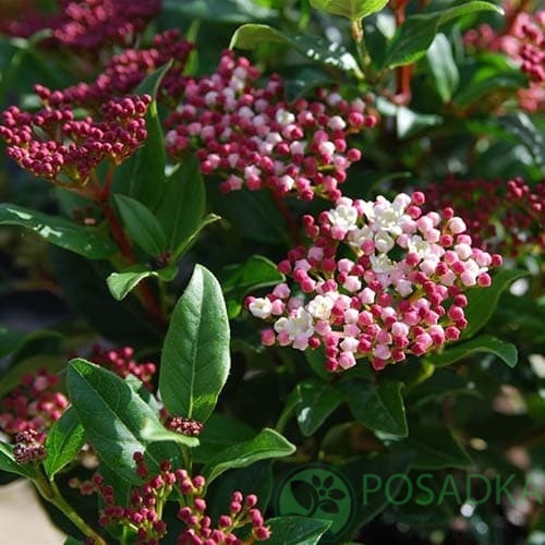 картинка Калина лавролистная Viburnum tinus "Eve Price" 